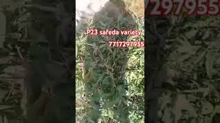 P23 safeda variety farming tranding please subscribe [upl. by Servais965]