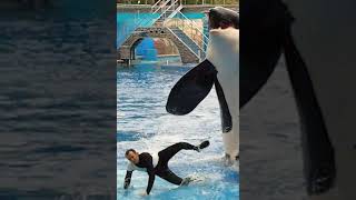 Do Orcas Attack Humans [upl. by Akihsat]