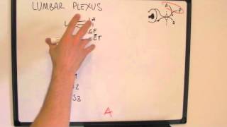 Memorising the Lumbar Plexus  easy way to draw it [upl. by Hars392]