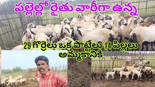 పల్లెల్లో రైతు వారీగా ఉన్న గొర్రెలు 29 పిల్లలు 14 అమ్మకానికి వెంకీ 6305662856 👉🏻  24102024 🐐🐑 [upl. by Nirehtak900]