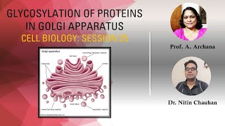 Cell Biology Session 25 Glycosylation of Proteins in Golgi Apparatus [upl. by Tychon]