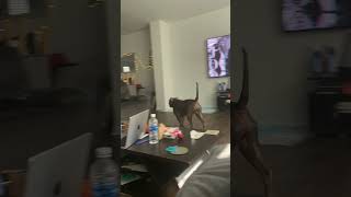 Prodigy When Pops Walks In The Door💖 XL Bully Life  Anerican Bully  dog TV [upl. by Boland994]