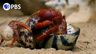 How Hermit Crabs Choose Their Shells [upl. by Ellak]