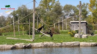 The White Handed Gibbon’s  The lar gibbon’s 4K [upl. by Enileda]