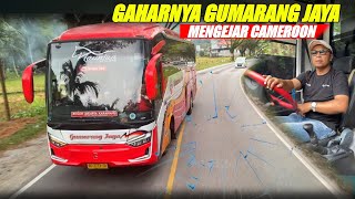 GAHARNYA BUS GUMARANG JAYA MENGEJAR MIYOR  KACANG TIDAK LUPA SAMA KULITNYA [upl. by Adnolay]