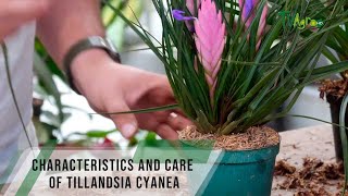 Characteristics and care of Tillandsia cyanea  TvAgro By Juan Gonzalo Angel [upl. by Scheers]