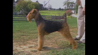 Airedale Terrier  AKC Dog breed series [upl. by Enenstein]