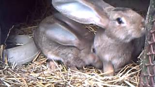 Lapins Géants des Flandres pure race élevés en Picardie [upl. by Ykceb]