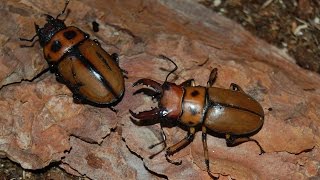 Käfer Mix Homoderus mellyiEudicella schultzeorum und Chalcosoma atlas [upl. by Einaffyt]