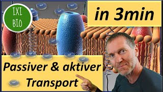 Biologie kurz und knapp  passiver und aktiver Transport in drei Minuten erklärt [upl. by Nodnyl]