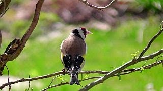 Hummel Bienen und ein Distelfink  Bumblebee bees and a goldfinch [upl. by Meehar668]