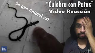 La verdad de la quotCulebra con Patasquot  Vídeo Reacción 1 [upl. by Rama]