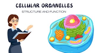 Cellular organelles  structure  function Biology [upl. by Seek300]