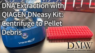 DNA Extraction with QIAGEN DNeasy Kit Centrifuge to Pellet Debris [upl. by Anuqahs744]