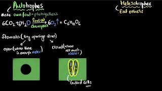 Autotrophic and heterotrophic nutrition  Life processes  Class 10 Biology  Khan Academy [upl. by Goldstein830]