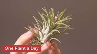 Tillandsia ionantha Houseplant Care — 169 of 365 [upl. by Crispin557]