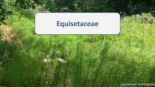 Equisetaceae [upl. by Zealand]