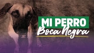 Mi perro Boca Negra [upl. by Leik]