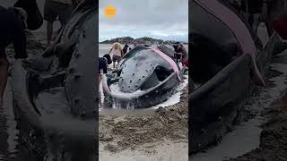 🐳 Whale Fish Viral  Short  Amzing 10 sa 15 [upl. by Akiwak]