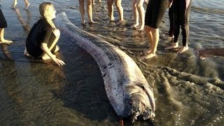 Los secretos de la quotserpiente marinaquot gigante BBC MUNDO [upl. by Cathrin]