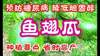 魚翅瓜 （素魚翅）的種植要點，魚翅瓜的養生功效，既可以預防糖尿病又可以降低膽固醇，還是很好的減肥食材，原來這麽容易種，產量還高 figleaf gourd shark fin melon [upl. by Nailij]