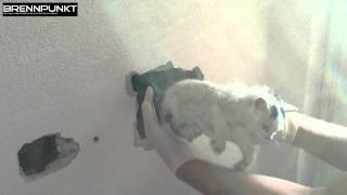 26102014 Feuerwehr stemmte Katze aus Wand [upl. by Eahc487]