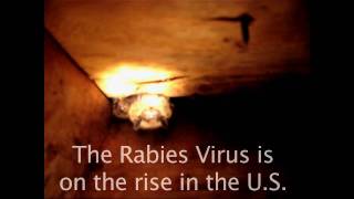 Rabies  on the rise in the US [upl. by Imre]