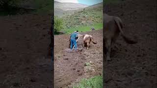 traditional plowing of land with an ox puller shorts [upl. by Noram409]