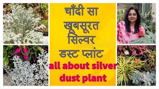 सिल्वर डस्ट प्लांट लगा देगा बाग़ीचे में चार चाँद ॥ How to Grow and Care for Silver DustDusty Miller [upl. by Princess947]