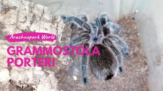 Grammostola porteri ex rosea pozemní sklípkan pro začátečníky  Arachnopark World arachnoparkcz [upl. by Yrrehc447]