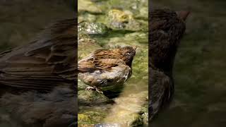 A small brown bird with a bright yellow beak perches gracefully on a mosscovered rock in a serene [upl. by Russi]