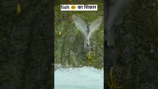 Fish का हुआ शिकार amazinganimals birdsandanimalsplanet birds amazingbird [upl. by Clellan]