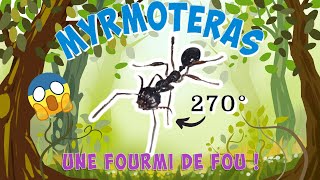 Une Espèce de Dingue Venue Dun Autre Monde 😱👽🐜  Myrmoteras Binghamii [upl. by Anbul222]