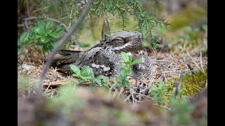 LelekCaprimulgus europaeusNightjar [upl. by Otho]