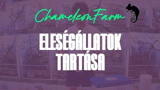 ChameleonFarm  Eleségállatok tartása [upl. by Klotz]