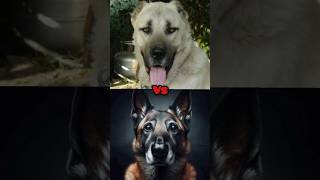 Kangal VS Malinois COMPARISON سگ کانگال در مقابل مالینویز  shorts viral dog trending pets [upl. by Felike]