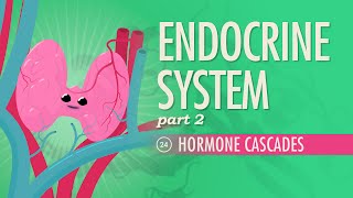 Endocrine System Part 2  Hormone Cascades Crash Course Anatomy amp Physiology 24 [upl. by Williamsen]