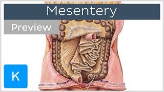 Mesentery organ and functions preview  Human Anatomy  Kenhub [upl. by Odin]