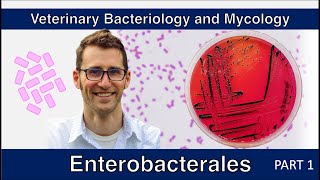 Enterobacterales  nonE coli Part 1  Veterinary Bacteriology and Mycology [upl. by Legnaesoj]