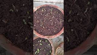 Easy germination of adenium seeds [upl. by Thorman]