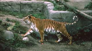 Caspian tiger  an extinct tiger subspecies Facts and Photos [upl. by Scevor]