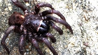 Giant Scary Spider Funnel Web Or Not Mystery Arachnid With 10 Legs [upl. by Aneez]