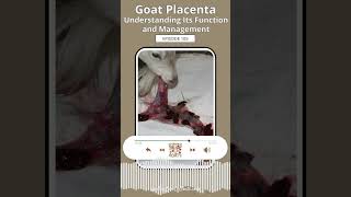 Goat Placenta Understanding Its Function and Management [upl. by Elvia]