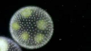 The Protist  Protozoa Algae and Funguslike protists [upl. by Oigres890]