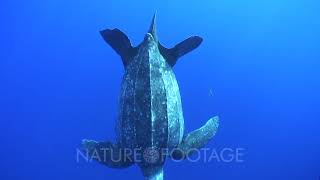 Leatherback turtle swimming near surface ascending and descending in blue water CU Indonesia [upl. by Marvel]