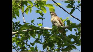 Greater Honeyguides guiding call [upl. by Waterer]