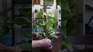 Marble Queen on a moss pole  2 month update pothos marblequeen mosspole [upl. by Timmie]