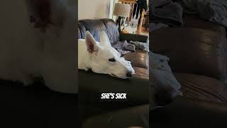 When your dog has Anaplasmosis youtubeshorts youtube germanshepherd [upl. by Oly]