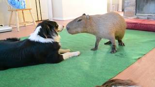 Dog and Capybara [upl. by Berti]