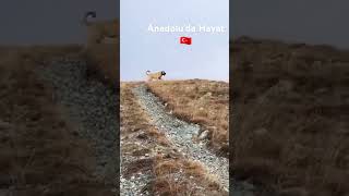 Bozkir erşankuneri netfilix kangal naturelovers cemyılmaz russia turkey germany music [upl. by Seitz]